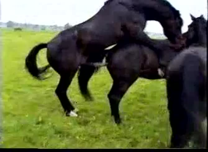 Video :Farm sex video of horses having sex in a green field